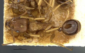 Media type: image; Entomology 20608   Aspect: habitus dorsal